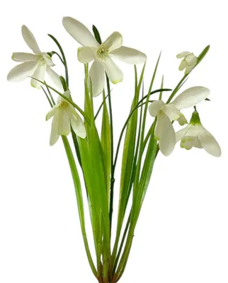 Produktbild von Kunstblume SCHNEEGLÖCKCHEN ca 27cm. Künstlicher Galanthus nivalis.