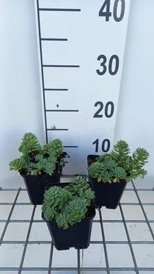 Produktbild von 6 x  Sedum pachyclados - Fettblatt - Topf 9 x 9 cm