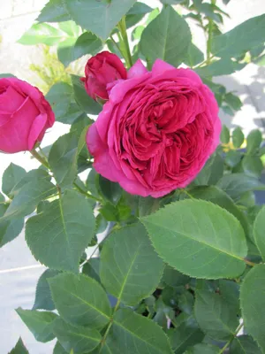 Produktbild von Nostalgie Edelrose - Rosa Sophie Luise ® - Tantau Rose