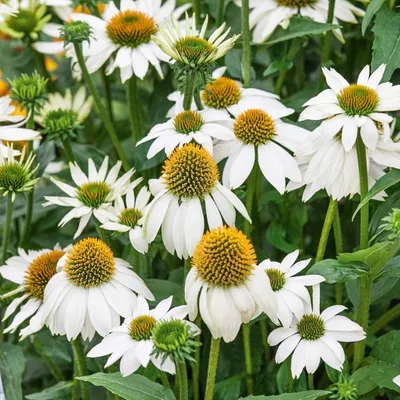 Produktbild von 6 Pflanzen Weißer Sonnenhut 'PowWow White', Echinacea, P9 Topf