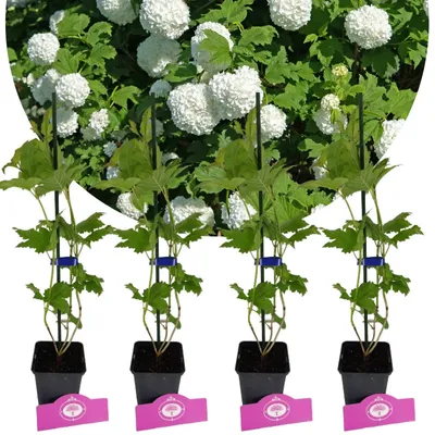 Zdjęcie produktu dla Zestaw 4 róż śnieżnych - Viburnum opulus "Roseum" - wysokość 50 cm - doniczka 9 cm