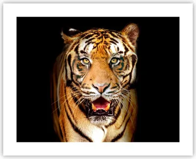 Produktbild von Poster - Poster ohne Rahmen - tiger tier - 50x40 cm - Wand Bild - Wanddeko - Wandbilder - Kunstposter - Wandposter - Bilder - Kunstdruck - Wanddekoration - Wandbild - P2XAA50x40-4103
