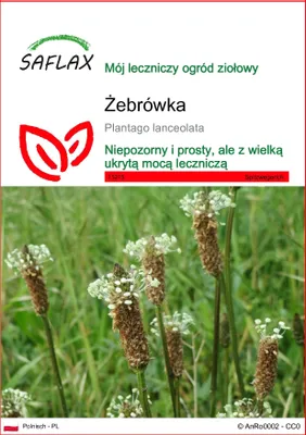 Zdjęcie produktu dla SAFLAX - Żebrówka - 100 Nasiona - Plantago lanceolata