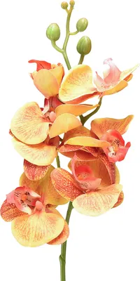 Produktbild von Künstliche Orchidee Phalaenopsis Deko-Blume mit realistischen Blüten