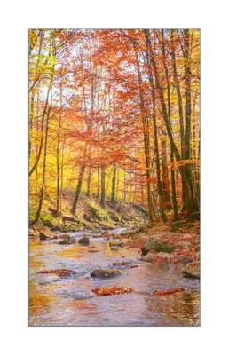 Produktbild von Wallario Herdabdeckplatte aus Glas 1-teilig, Größe 30x52 cm Herbstwald mit Bach