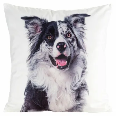 Image de Housse de coussin Eurofirany, motif Border Collie, 45 cm, pour décoration