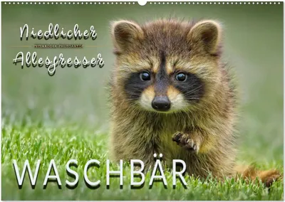 Produktbild von Waschbär - Niedlicher Allesfresser (Wandkalender 2025 DIN A2 quer), CALVENDO Monatskalender