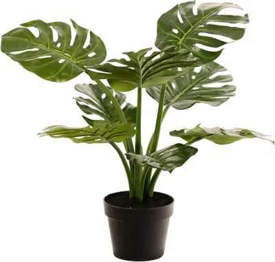 Produktbild von artplants.de Künstlicher Philodendron Monstera Deliciosa QUENTEA, Dekotopf, 60cm - Kunst Philodendron