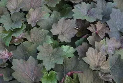 Produktbild von 6 x  Heuchera hybr. 'Brownies'® - Purpurglöckchen - Topf 9 x 9 cm