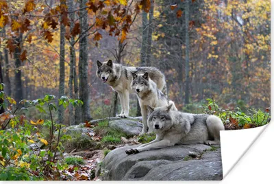 Produktbild von MuchoWow® Poster Wölfe - Fels - Wald 60x40 cm - Schlafzimmerdekoration