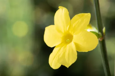 Produktbild von Jasminum nudiflorum, Winterjasmin, gelb, 80–100 cm