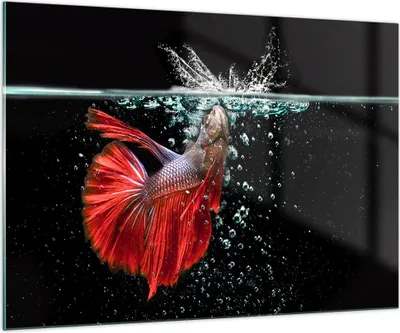 Produktbild von Bilder auf glas - Fisch Wasser Natur - 100x70cm - Glasbilder - Wandbilder - Kunstdruck - zum Aufhängen bereit - Wanddekoration aus Glas - Glas Bilder - Wandbild auf Glas - Einteilig - GAA100x70-3492