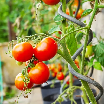 Produktbild von DEL Tomaten Spiralstäbe galv. verzinkt, Ø 5,0 x 1100 mm - 5 Stück