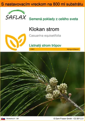 Obrázok produktu pre SAFLAX Garden in the bag - klokan strom - Casuarina equisetifolia - 200 Semená - S pestovateľským substrátom v praktickom samostaviteľnom vrecku