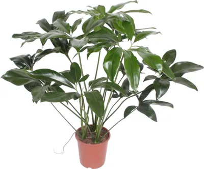 Image de Everyplants Philodendron Green Wonder - 120 cm, Ø27 cm