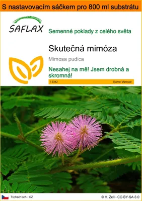 Obrázek produktu pro SAFLAX Garden in the bag - Skutečná mimóza - Mimosa pudica - 70 Semena - S pěstebním substrátem v praktickém samovztyčovacím sáčku
