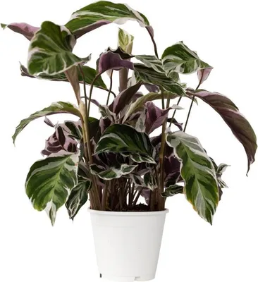 Produktbild von Korbmarante - Calathea Lietzei 'White Fusion' - Höhe 30-40cm - ⌀14cm