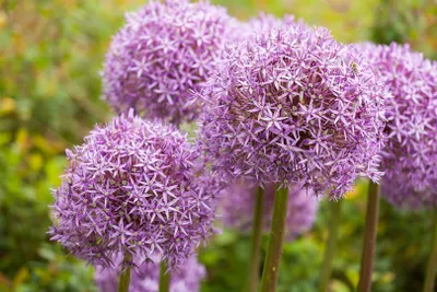 Produktbild von Allium 'Ostara', Zierlauch, violett, 2 Liter Container
