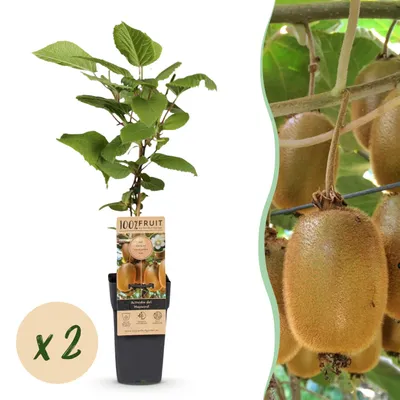 Zdjęcie produktu dla Acitinidia deliciosa Hayward - roślina kiwi - żeńska - zielone owoce - 2 rośliny - 40-50cm - Ø15cm - Roślina ogrodowa