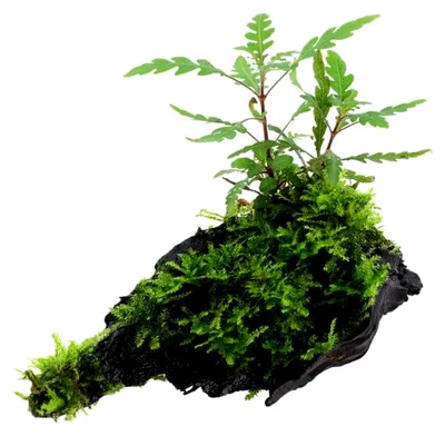 Produktbild von Hygrophila pinnatifida und Moos auf Wurzel