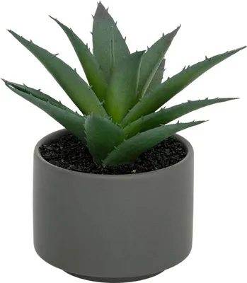 Produktbild von Fettpflanze im topf h13 - Atmosphera créateur d'intérieur
