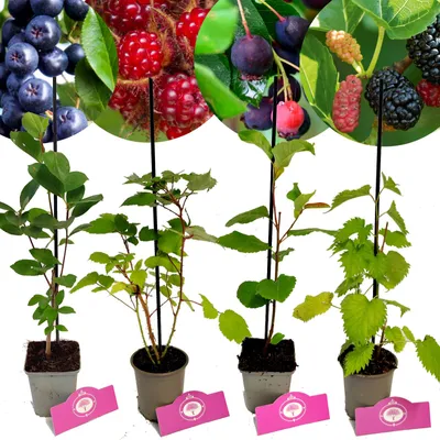 Produktbild von Set mit 4 besonderen Beeren – Maulbeere, Apfelbeere, Johannisbeere, Weinbeere – Höhe 25 cm – 9 cm Topf