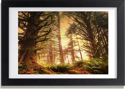 Produktbild von Bild 30x20 MDF-Rahmen, Wandkunst der Regenwald