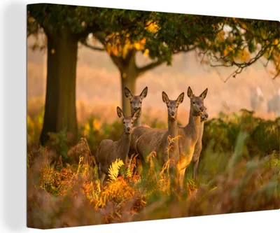 Produktbild von OneMillionCanvasses® - Leinwandbilder - 150x100 cm, Herbst - Sonne - Hirsche, Wandbilder Kunstdruck Wanddekoration