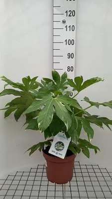 Immagine prodotto di Fatsia japonica 'Variegata' - Zimmeraralie 60- + cm Contenitore