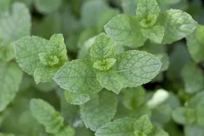 Produktbild von Mentha spicata, Grüne Minze, aromatisch, ca. 9x9 cm Topf