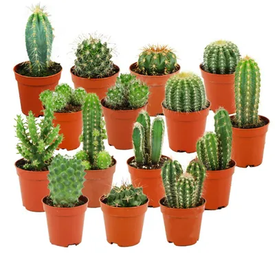 Produktbild von Zynesflora Mini-Kakteen Set - 15 Stück - Ø 5.5 cm Topf - Höhe: 5-10 cm