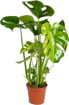 Productafbeelding van Gatenplant Monstera - Kamerplant Tropisch - Binnenklimaat Verbeteren - Luchtzuiverend Blad - 50-60 cm - Groen