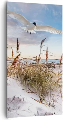 Produktbild von Bild auf Leinwand - Leinwandbild - Einteilig - Möwe Meer Küste - 65x120cm - Wand Bild - Wanddeko - Wandbilder - Leinwanddruck - Bilder - Wanddekoration - Leinwand bilder - Wandbild - PA65x120-4902