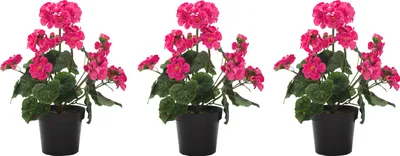 Produktbild von Kunst-Blume Geranie stehend 3 Stück pink