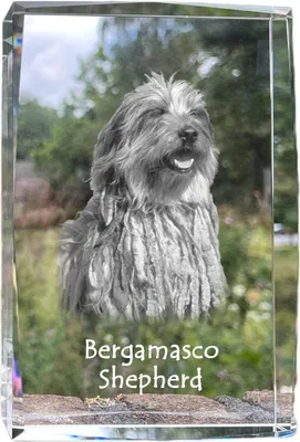 Produktbild von Bergamasker Hirtenhund, Berger de bergame - Kristall mit einem Hundebild, Bild im Glas, moderne Ausstellung des Art-Dog-Bildes.