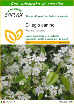 Immagine prodotto di SAFLAX  - Ciliegio canino - 30 semi - Con substrato - Prunus