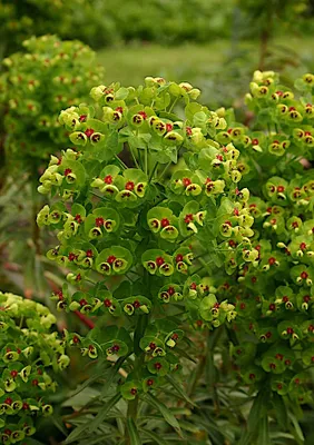 Produktbild von 1 x Euphorbia martinii (Wolfsmilch) - Stauden Gänge
