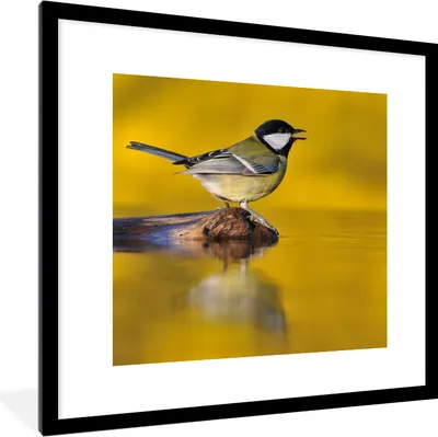 Produktbild von MuchoWow® Gerahmtes Poster Kohlmeise - Vogel - Wasser 40x40 cm - Poster mit Schwarzem Bilderrahmen Wandposter Rahmen Foto Bilder - Poster - Plakat im Rahmen
