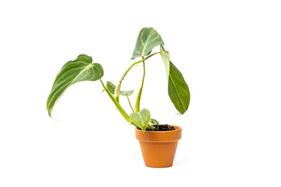 Obrázok produktu pre Gardners Philodendron Gloriosum, priemer 6 cm