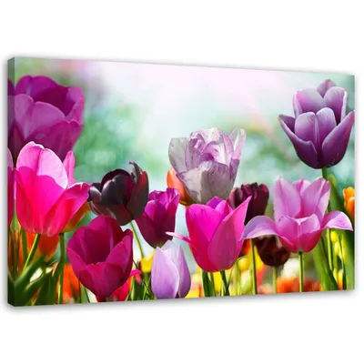 Produktbild von Leinwandbild bunte tulpen auf einer wiese 90x60 cm Feeby rosa wandbild bereit zum aufhängen