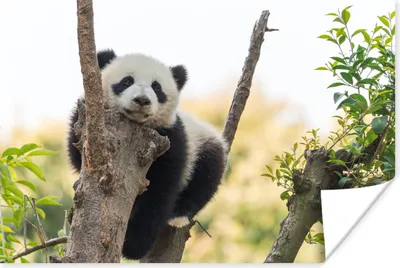 Produktbild von MuchoWow® Poster Panda - Baum - Licht 30x20 cm - Plakate - Print