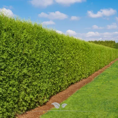 Produktbild von Lebensbaum Thuja Brabant 180-200 cm, 18x Heckenpflanze