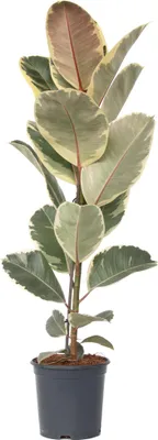 Produktbild von Gummibaum - Ficus Elastica 'Tineke' - Höhe 75-100cm - ⌀24cm