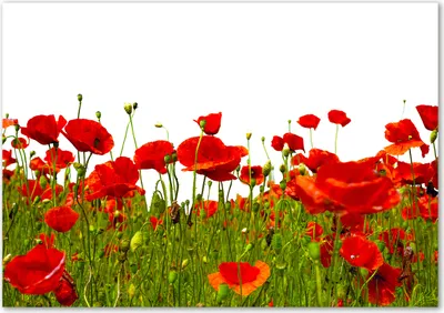 Produktbild von Tulup® Glas-Bild - 100 x 70 - Wandbild aus Glas - Wandkunst - Wandbild hinter gehärtetem Sicherheitsglas - Blumen & Pflanzen - Feldmohnblumen - Rot