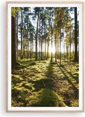 Produktbild von Gerahmtes Poster - Rahmen in heller Eiche - Wald Baum Natur - 70x100 cm - Wand Bild - Wanddeko - Wandbilder - Wandposter - Bilderrahmen - Bilder - Kunstdruck - Wandbild - P2NPA70x100-3724