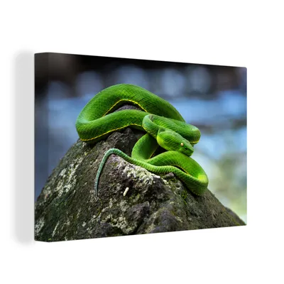 Obrázek produktu pro OneMillionCanvasses® Malba na plátně Nástěnná malba na plátně - Zelený had na kameni - 150x100cm