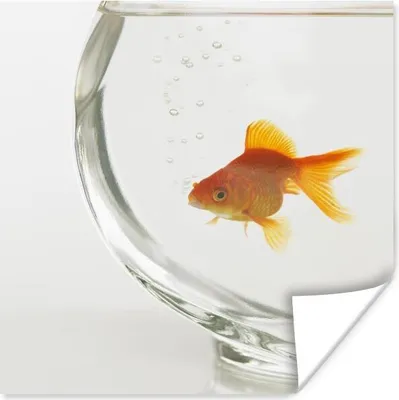 Produktbild von MuchoWow® Poster Goldfisch - Fischglas - Weiß 120x160 cm - Wandbilder