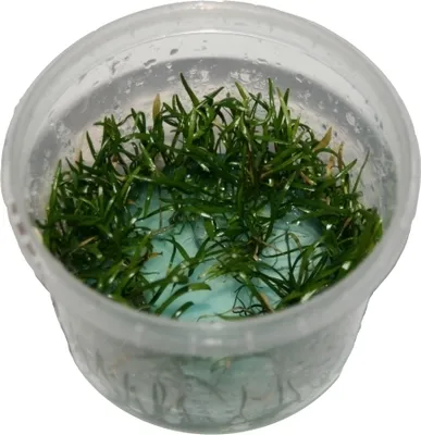 Produktbild von 1 Dose Lilaeoopsis brasiliensis in vitro, Neuseelandgras, Wasserpflanzen steril angezogen