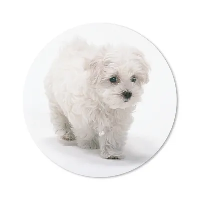 Produktbild von MuchoWow® Mauspad Mousepad Niedlicher kleiner Malteserhund 20x20 cm - Mousepads - Maus Mat - Pad - Mausunterlage - Schreibtischmatte