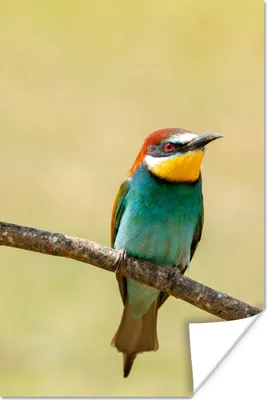 Produktbild von MuchoWow® Poster Vögel - Tiere - Bienenfresser 120x180 cm - Kunstposter